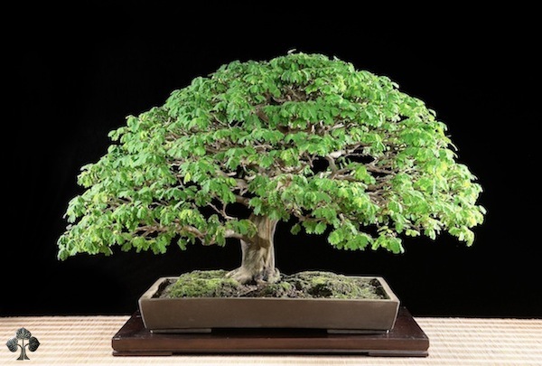 Pithecellobium bonsai