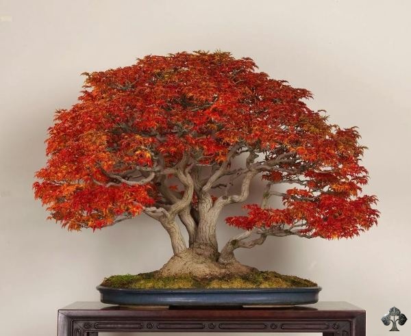 Deshojo bonsai by Michael