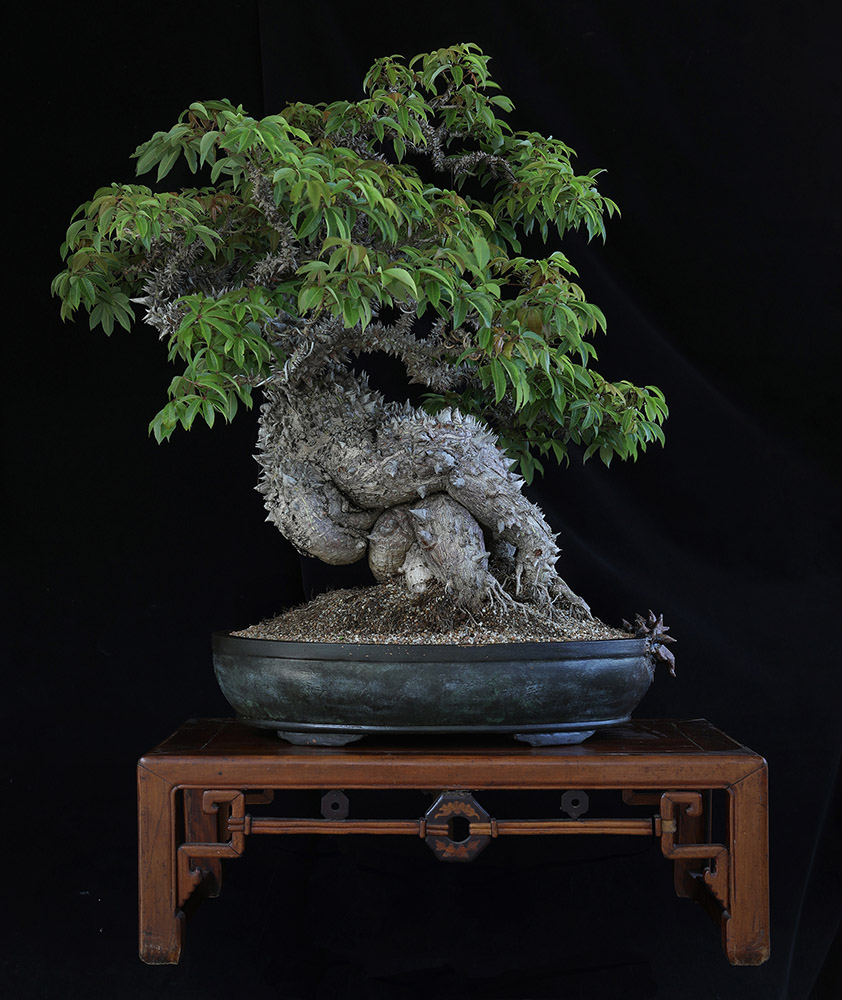 Dragon bonsai, espalda