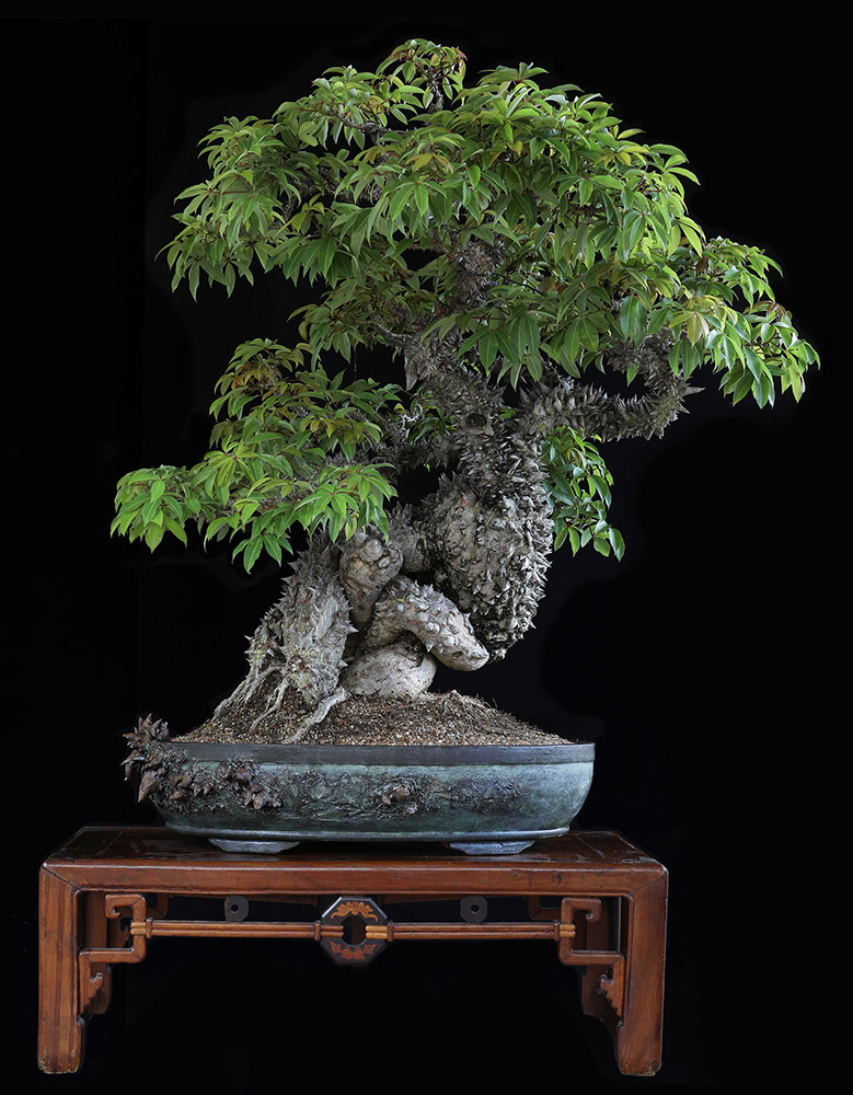 Dragon bonsai tree