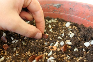 Reproducción de bonsái, poniendo las semillas en el semillero