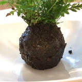 Añada el substrato a la bola de raíces