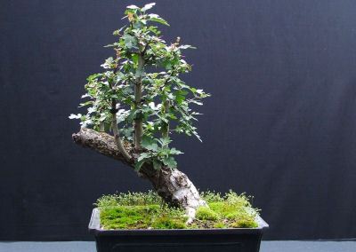 Haagdoorn vlotstijl bonsai