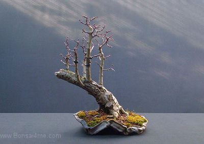 Un bonsái de majuelo modelado en un curioso estilo