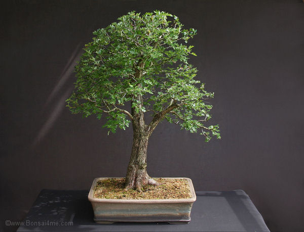 crataegus monogyna bonsai