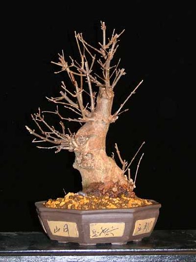 ahorn bonsai