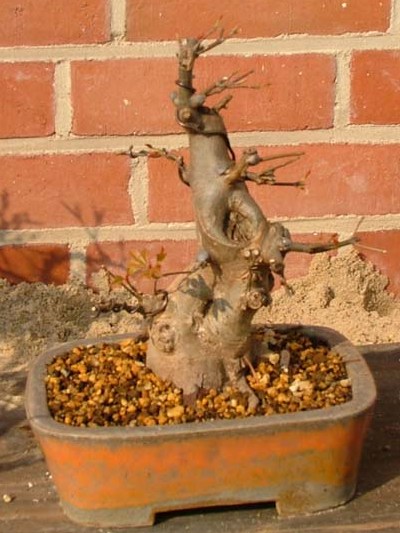 maez bonsai