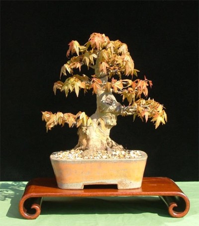 frischen jungen blatter bonsai