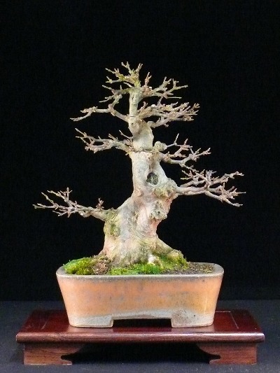 dreispitzahorn bonsai