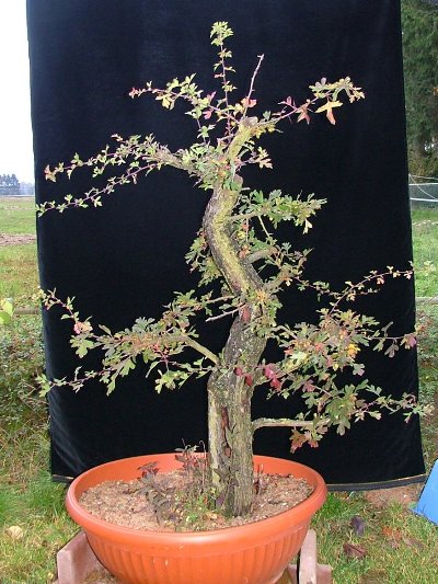 weissdorn bonsai