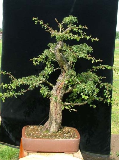 young stock bonsai