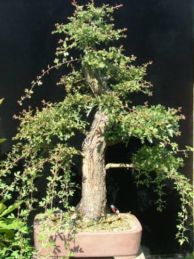 2010 bonsai needs pruning