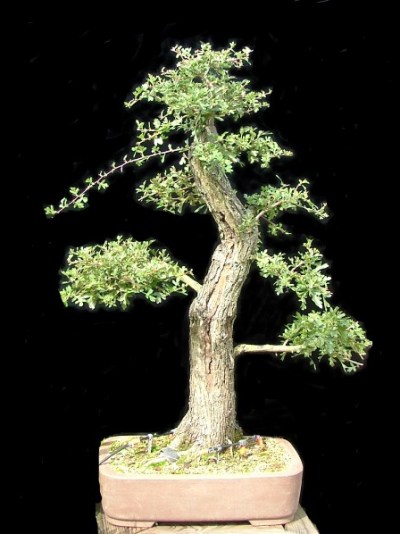 weissdorn 2010 bonsai