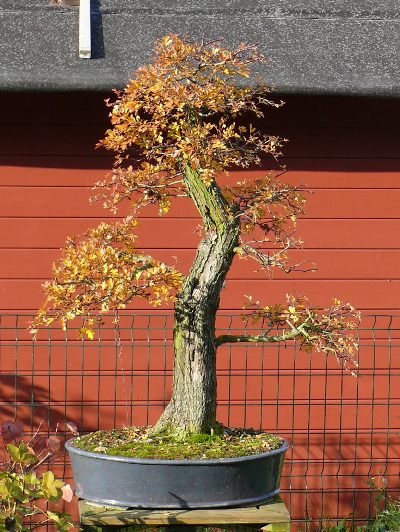 fall color bonsai