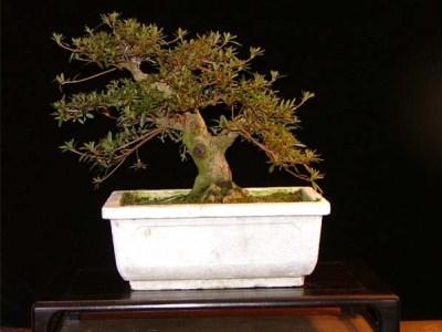 satsuki bonsai