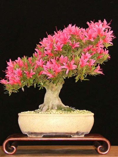 azalee bonsai