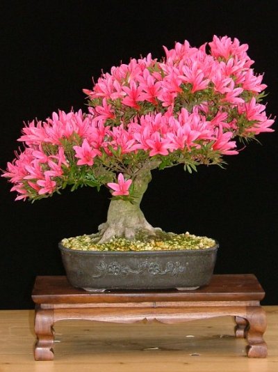 flowering azalea bonsai