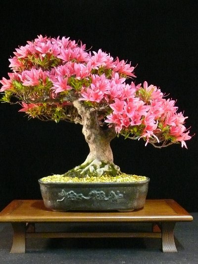 Azalea bonsai in full bloom