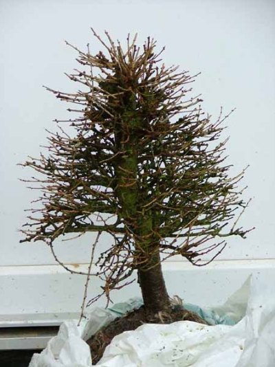 larch young bonsai