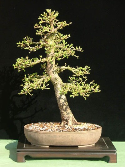 spring bonsai larch