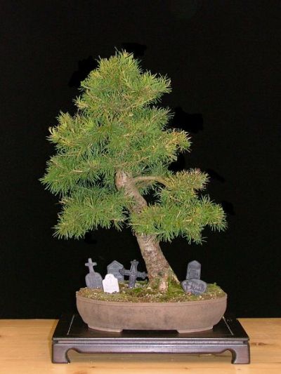 halloween bonsai