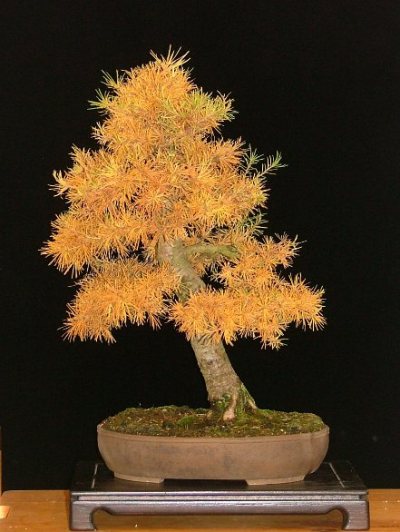 herbst farbung bonsai