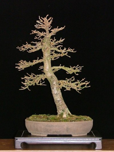bonsai beschneiden