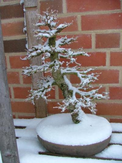 bonsai in snow