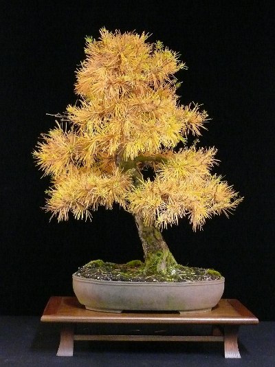larch colors in fall bonsai