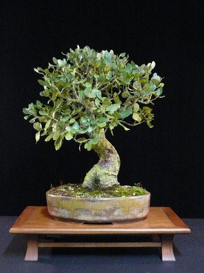 progression cork oak bonsai