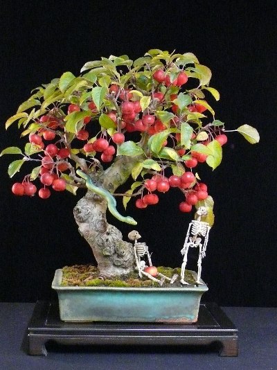 bonsai with apples