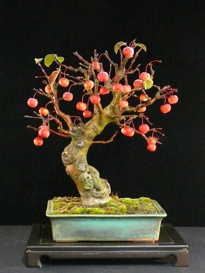 bonsai with fruits