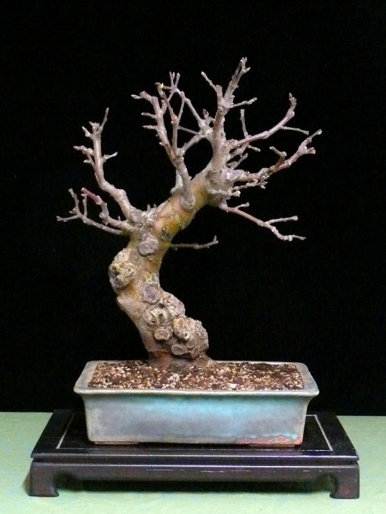 apfelbaum bonsai