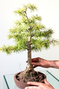 Trasplante de bonsái, situando el árbol en la maceta