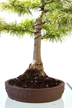 Trasplante de bonsái, recubriendo con más tierra