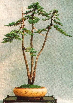El junípero modelado formando un bonsái estilo literati