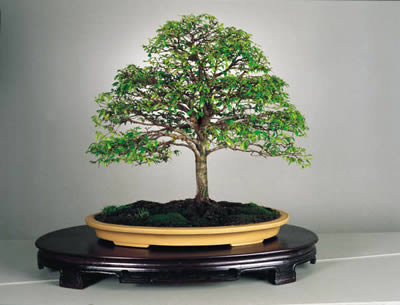 Guayacan bonsai