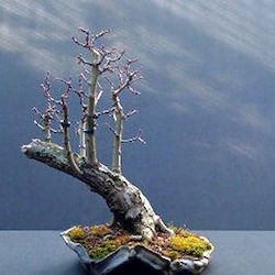 Bizcoba bonsai