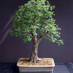 Majuelo bonsai