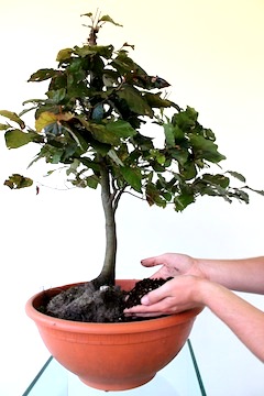 Obtención de bonsái por recogida de árboles de los bosques
