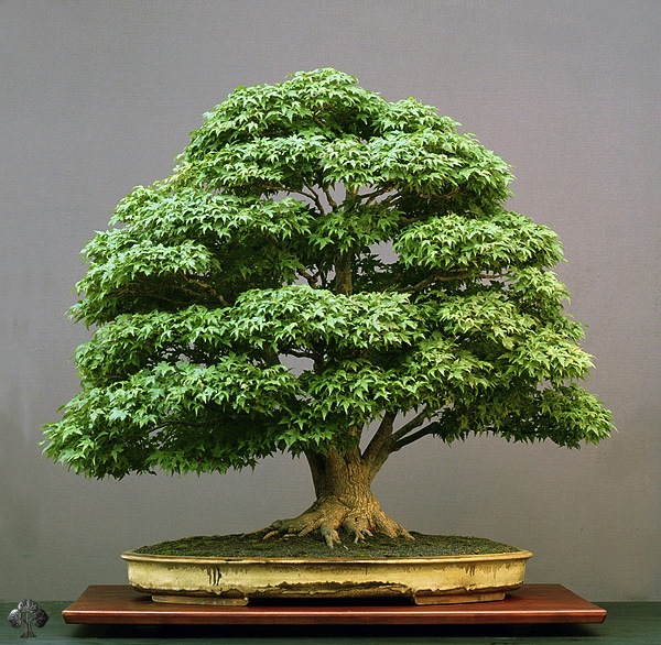 Acer Bonsai by Walter Pall