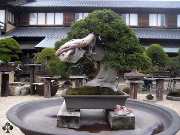 800 year old Bonsai tree