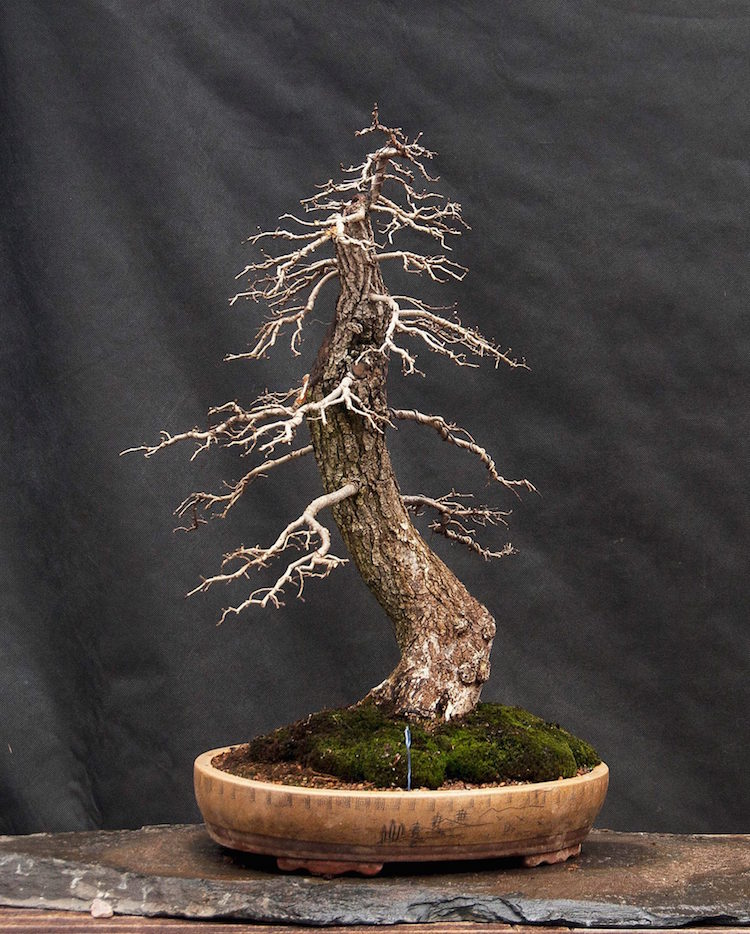Elm bonsai 2014