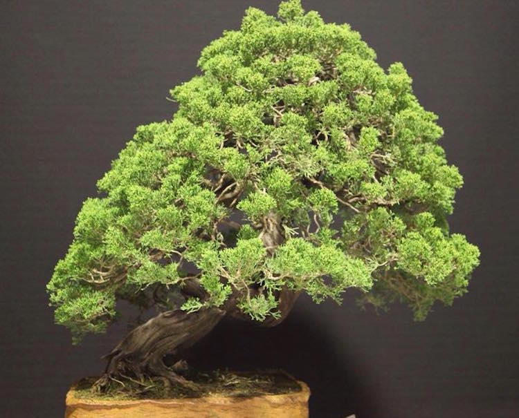 Juniperus Sargentii bonsai