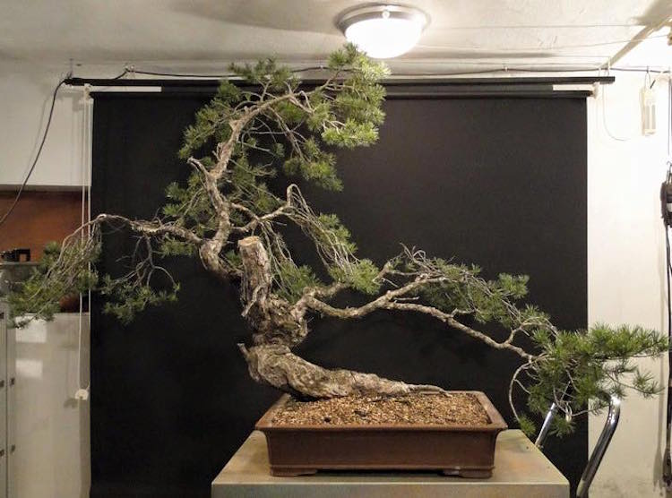 Pine bonsai by Pavel Slovak