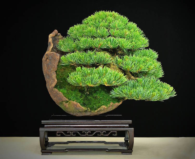 White pine (goyomatsu) bonsai