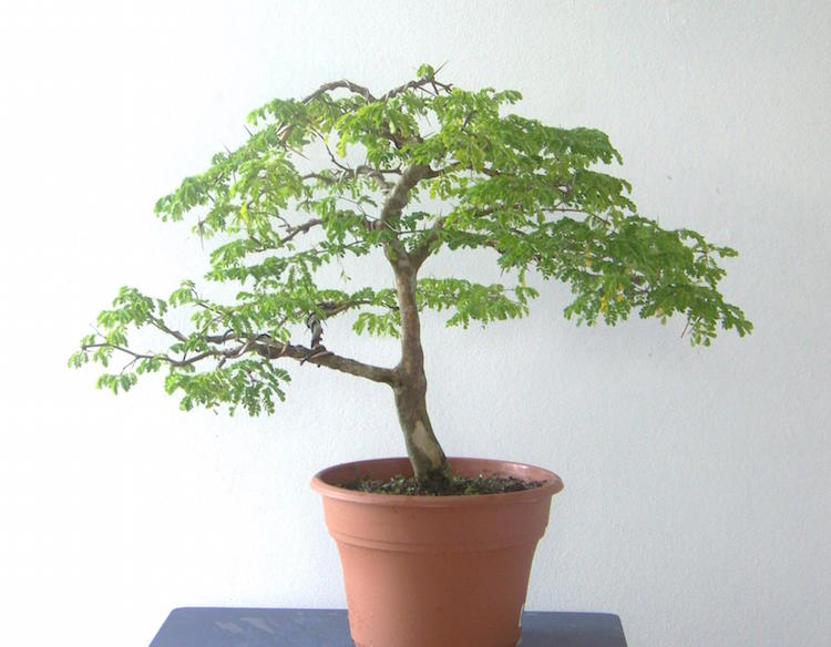 Willi Panell bonsai