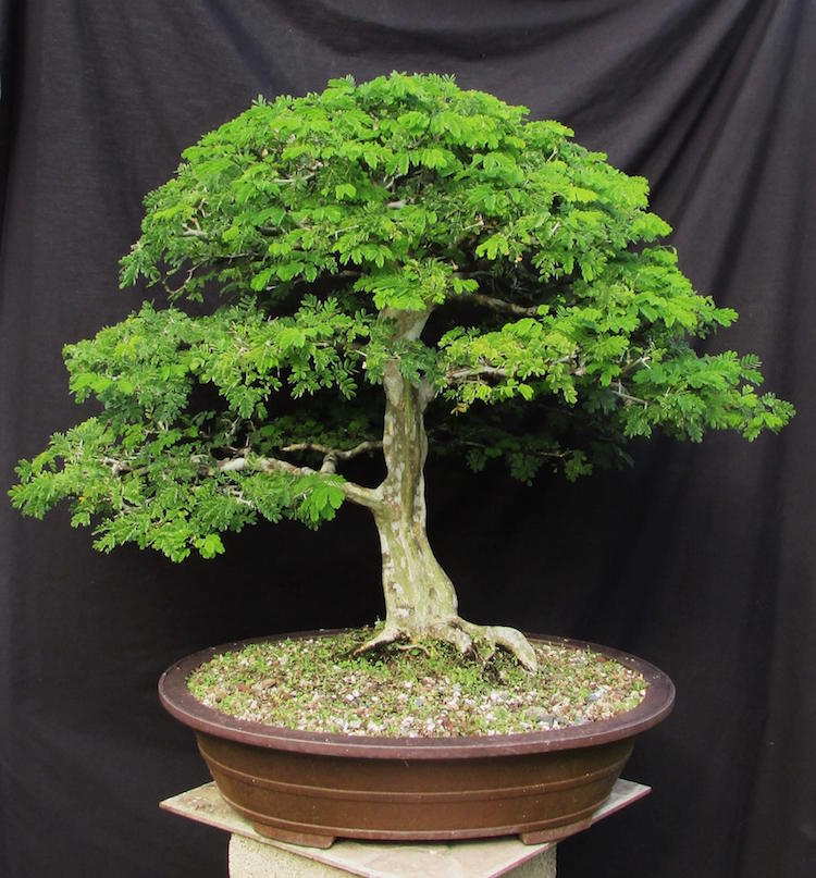 Brazilian Rain tree bonsai