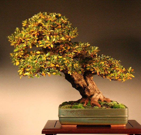 Azalea bonsai by Nik Rozman
