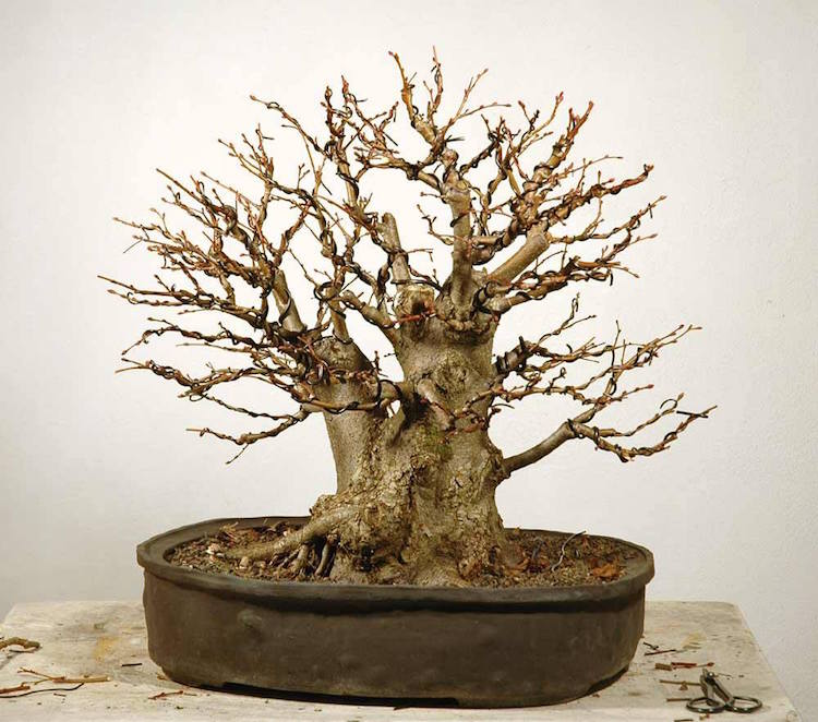 Marco Merschel‎ bonsai